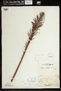 Matteuccia struthiopteris image