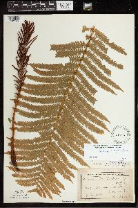 Matteuccia struthiopteris image
