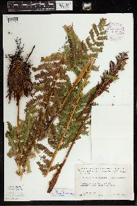 Matteuccia struthiopteris image