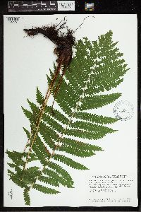 Matteuccia struthiopteris image