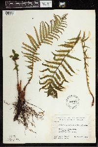 Matteuccia struthiopteris image
