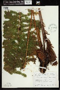 Matteuccia struthiopteris image