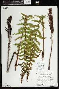 Matteuccia struthiopteris image