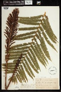 Matteuccia struthiopteris image