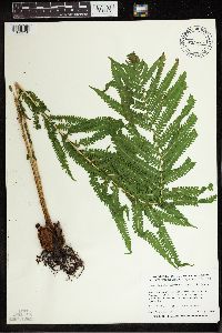 Matteuccia struthiopteris image