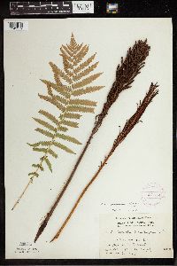 Matteuccia struthiopteris image