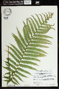 Matteuccia struthiopteris image
