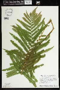 Matteuccia struthiopteris image