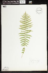 Matteuccia struthiopteris image
