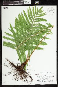 Matteuccia struthiopteris image