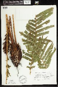 Matteuccia struthiopteris image