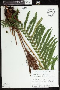Matteuccia struthiopteris image