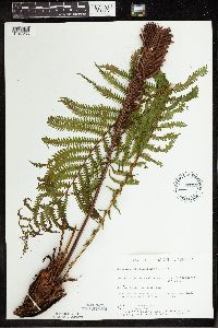 Matteuccia struthiopteris image