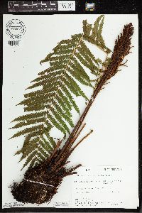 Matteuccia struthiopteris image