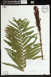 Matteuccia struthiopteris image