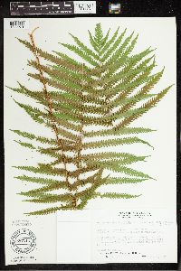 Matteuccia struthiopteris image