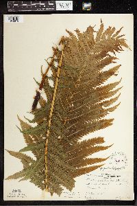 Matteuccia struthiopteris image