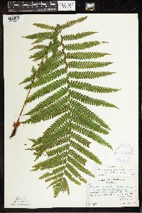 Matteuccia struthiopteris image