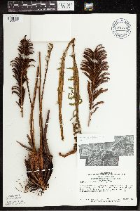 Matteuccia struthiopteris image