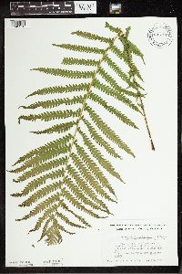 Matteuccia struthiopteris image