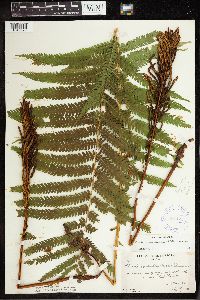 Matteuccia struthiopteris image