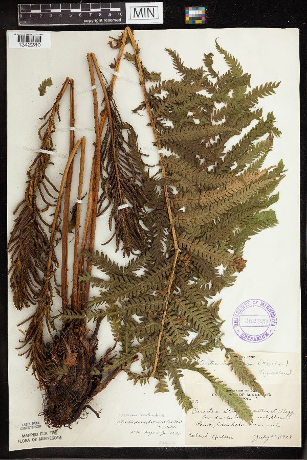 Matteuccia struthiopteris image