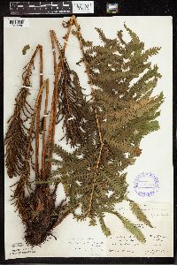 Matteuccia struthiopteris image