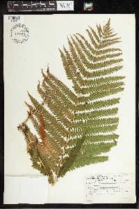 Matteuccia struthiopteris image