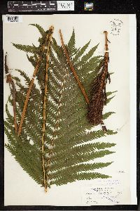 Matteuccia struthiopteris image