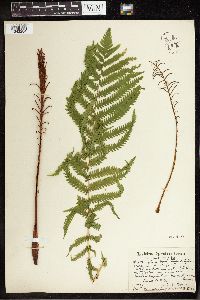 Matteuccia struthiopteris var. pensylvanica image