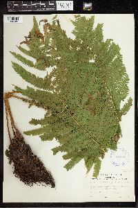 Matteuccia struthiopteris var. pensylvanica image