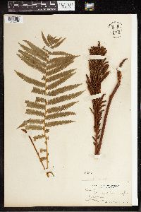 Matteuccia struthiopteris var. pensylvanica image