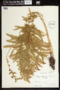 Matteuccia struthiopteris var. pensylvanica image