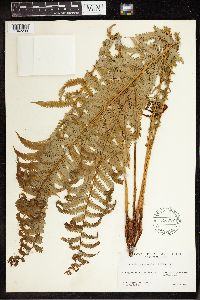 Matteuccia struthiopteris var. pensylvanica image