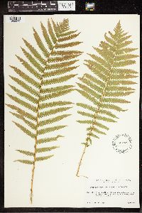 Matteuccia struthiopteris var. pensylvanica image