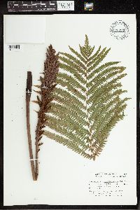 Matteuccia struthiopteris var. pensylvanica image