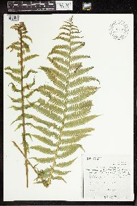 Matteuccia struthiopteris var. pensylvanica image