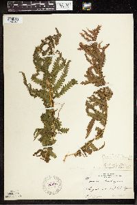 Matteuccia struthiopteris var. pensylvanica image