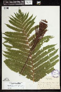 Image Associated With the Occurrence