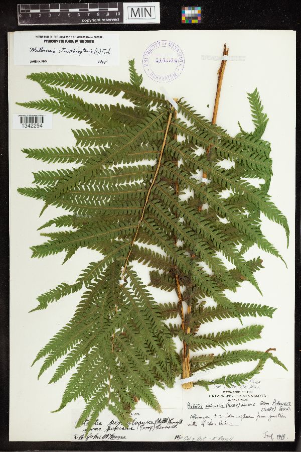 Matteuccia struthiopteris var. pensylvanica image