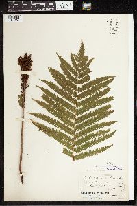 Thumbnail image of current specimen