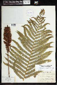 thumbnail image of current specimen