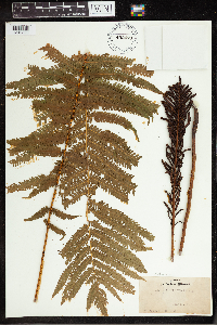 Matteuccia struthiopteris image