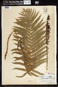 Matteuccia struthiopteris image