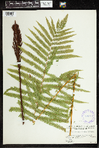 Matteuccia struthiopteris image