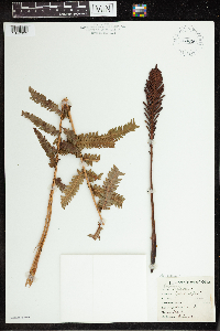 Matteuccia struthiopteris image