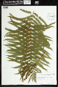 Matteuccia struthiopteris image
