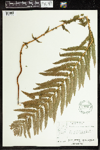 Matteuccia struthiopteris image