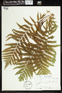Matteuccia struthiopteris image