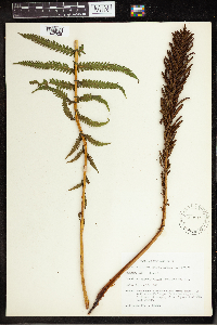 Matteuccia struthiopteris image